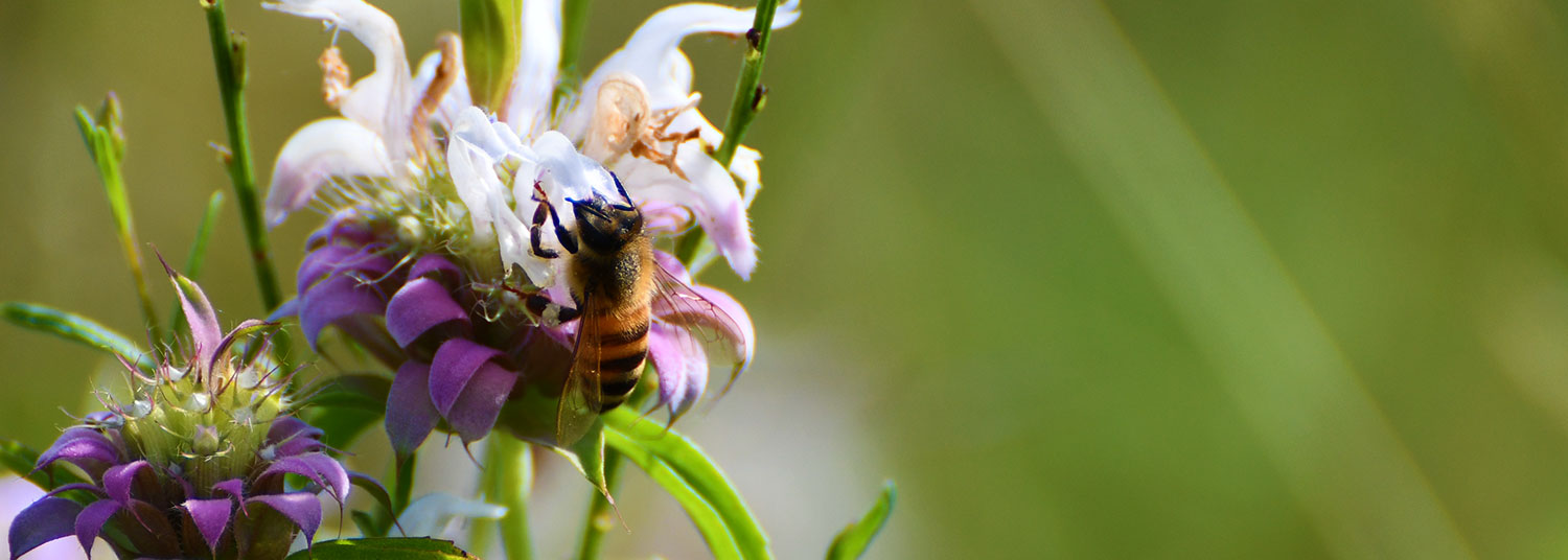 Picture of Bee on Horsemint flower