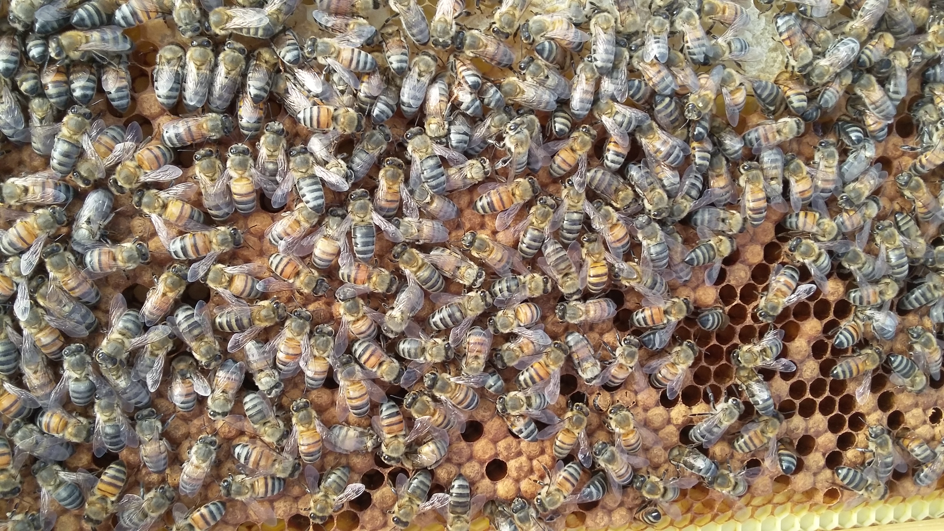 Bees on a frame